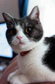 見つめる猫 見つめる猫 猫,ねこ,ネコの写真素材