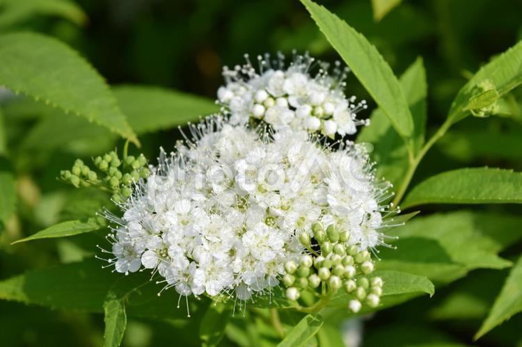 シモツケ シモツケ,花,白の写真素材