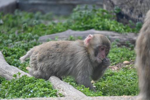ニホンザル ニホンザルの写真