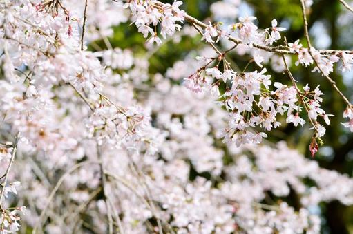 枝垂れ桜 枝垂れ桜 枝垂れ桜,花,春の写真素材