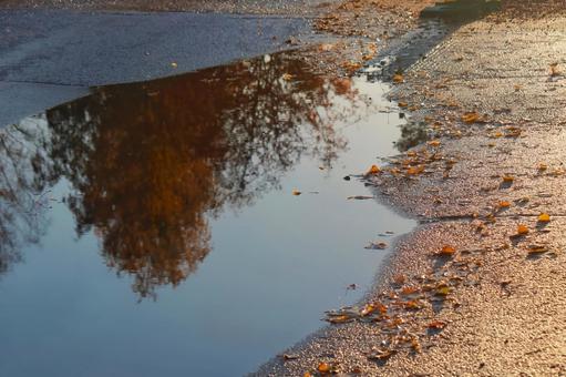 水たまりに映り込む紅葉 水たまりに映り込む紅葉の写真