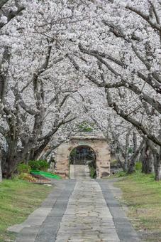 佐賀県の円応寺の桜並木 佐賀県の円応寺の桜並木 桜,桜の木,ピンクの写真素材