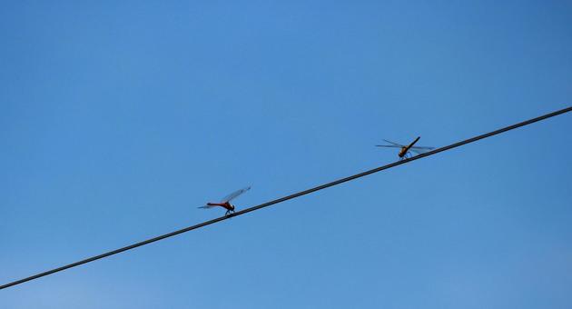 電線の上の2匹のトンボ 電線の上の2匹のトンボの写真