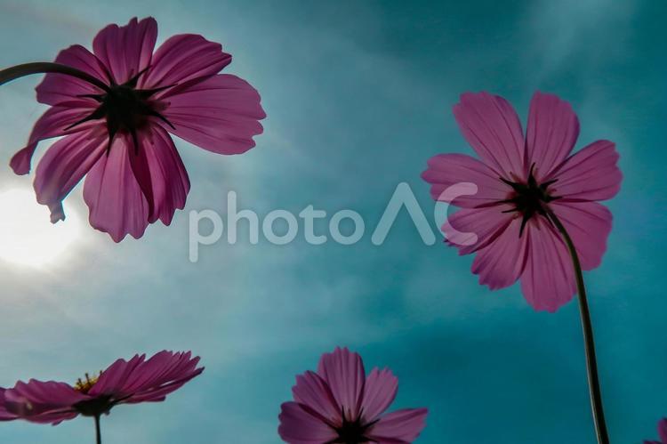 [秋]コスモス コスモス,秋桜,秋の写真素材