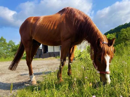 horse, JPG horse, JPG