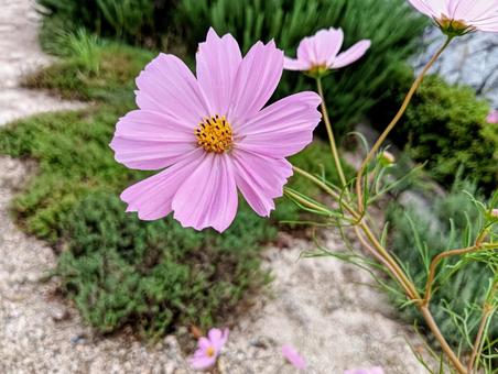 ピンク秋桜2 コスモス,ピンク,秋桜の写真素材