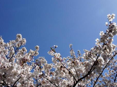 桜7 桜7の写真