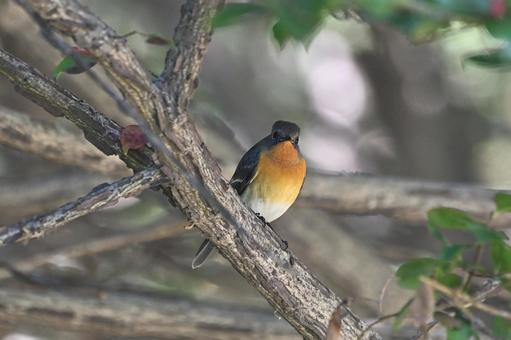 ムギマキ ムギマキ,スズメ目,ヒタキ科の写真素材