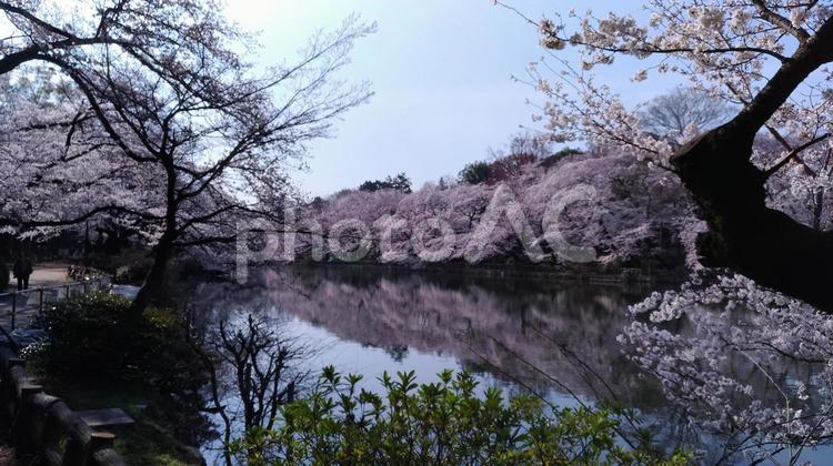 桜並木 桜,桜並木,映り込みの写真素材