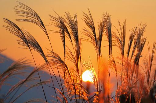 Silver grass dyed in the sunset-7, JPG