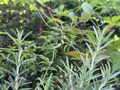 庭のローズマリー 庭のローズマリー ローズマリー,ハーブ,植物の写真素材