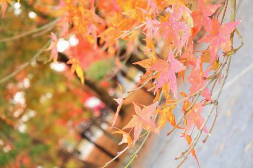 京の紅葉 京の紅葉の写真