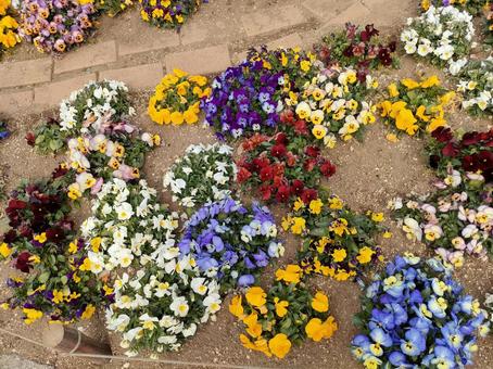 パンジーだらけの花壇 パンジーだらけの花壇の写真