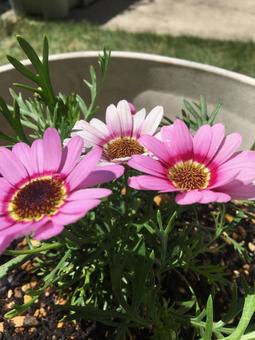 ピンクの花 ピンクの花の写真