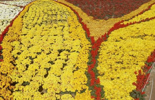 花畑 花畑の写真