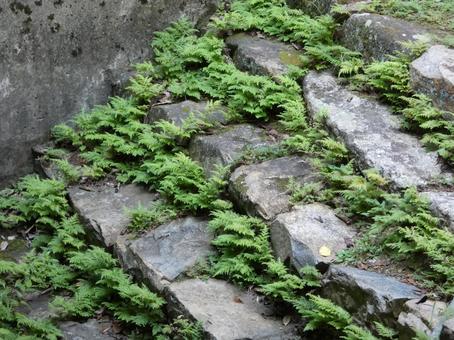 苔むす石段 苔むす石段 苔,こけ,岩の写真素材
