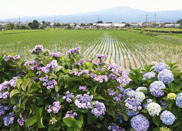 紫陽花の花と田んぼの風景 紫陽花,花,梅雨の写真素材