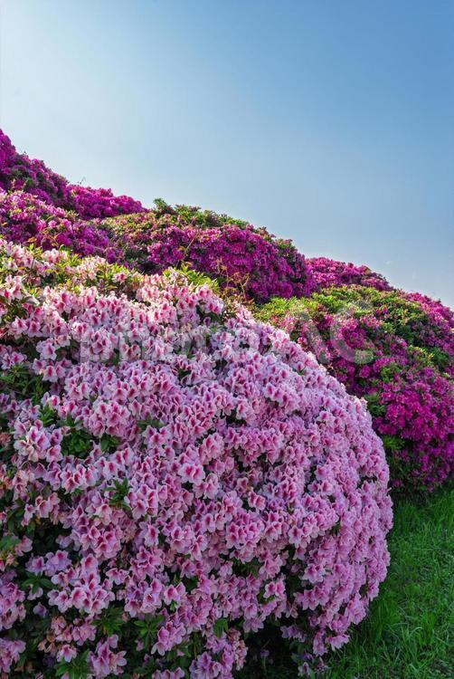 大きな垣根のツツジ つつじ,花,植物の写真素材