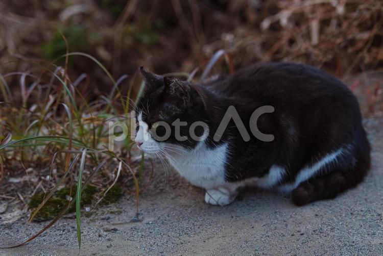向こうをじーっと見つめるハチワレ猫 ハチワレ猫,地域猫,サクラネコの写真素材