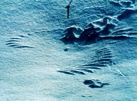 雪の上に残る鳥の羽ばたきの跡：冬の知床 アニマルトラッキング,雪,痕跡の写真素材