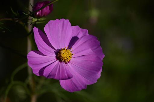秋桜 秋,コスモス,つぼみの写真素材