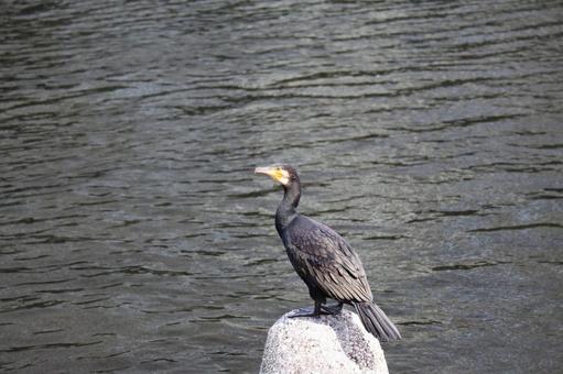 川の水辺の石の上にカワウのいる風景の写真