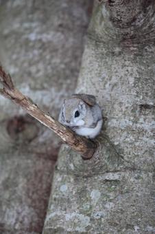 エゾモモンガ エゾモモンガの写真