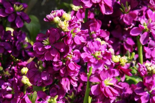 ストック Stock ストック Stock 風景マクロ,ストック,草花の写真素材