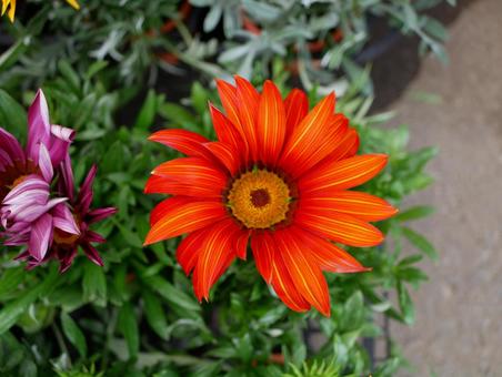 Gazania, JPG