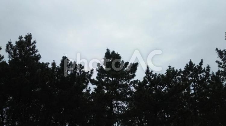 曇り空と松の木。 孤独な,屋外で,木の写真素材