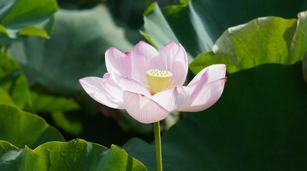 蓮の花2 蓮の花2の写真