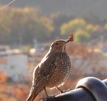 イソヒヨドリ 野鳥,鳥,屋根の写真素材