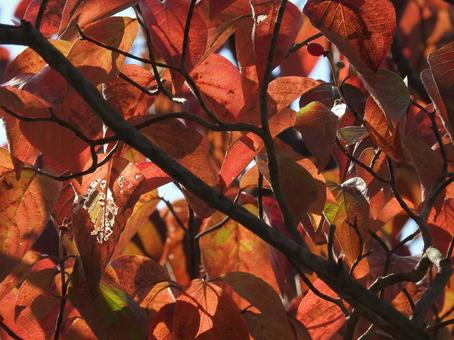 Photo, foglie rosse, autunno, naturalmente, 