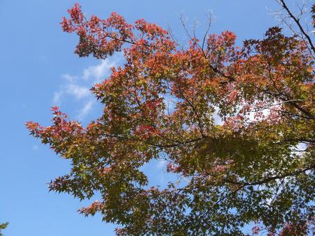紅葉する途中の樹木 紅葉する途中の樹木の写真