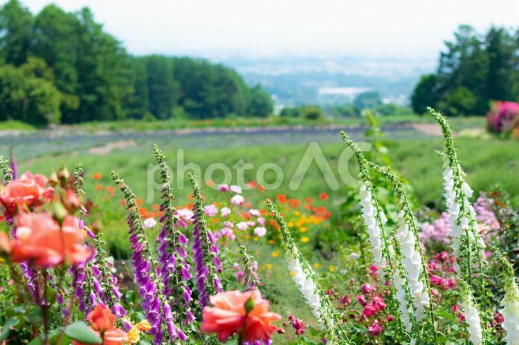 高原に咲く色とりどりの花畑 花,生花,きれいの写真素材