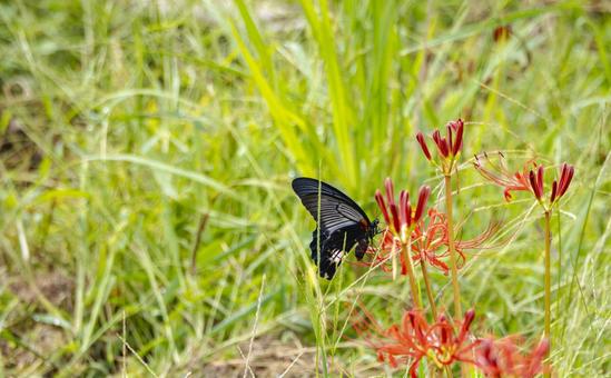 The sound of black wings dancing in the autumn grass, JPG