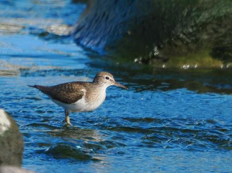 かわいいイソシギ イソシギ,鳥,バードの写真素材