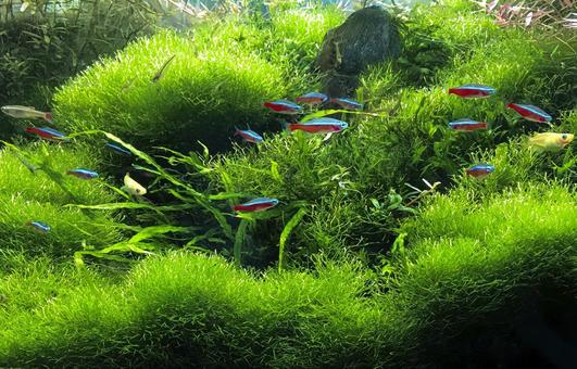 カージナルテトラたちが泳ぐ水草水槽 カージナルテトラたちが泳ぐ水草水槽 カージナルテトラ,熱帯魚,アクアリウムの写真素材
