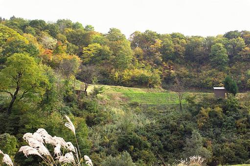 25年　山古志種苧原　紅葉 山,きれい,木の写真素材