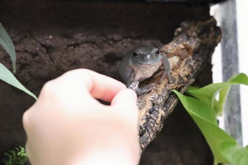 A tree frog with its eyes glued to the food, JPG