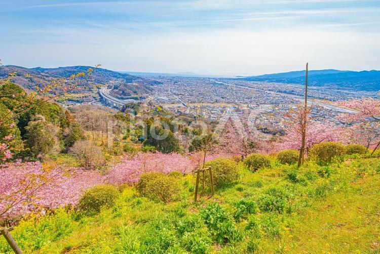 満開の河津桜と街並みを見る絶景 桜,河津桜,さくらの写真素材
