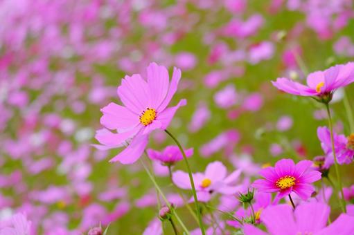 コスモス こすもす,コスモス,コスモス畑の写真素材