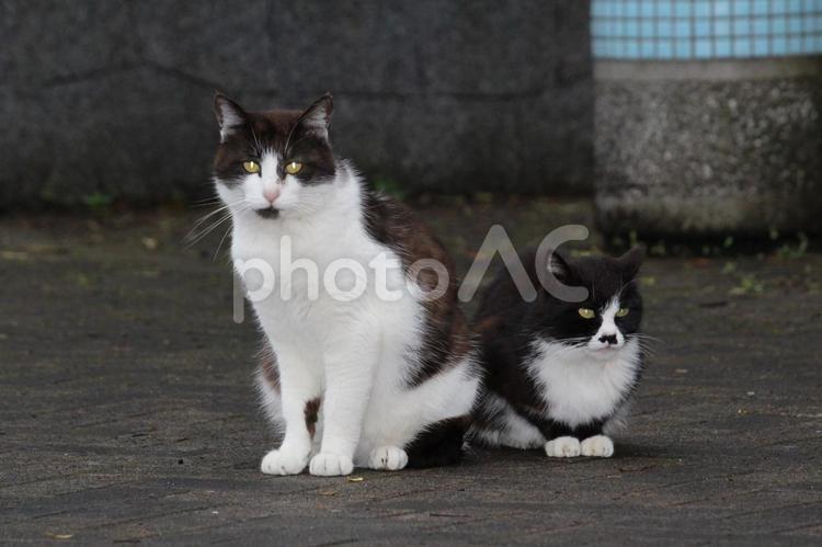 夕暮れに寄り添う2匹の猫 猫,2匹,野良猫の写真素材