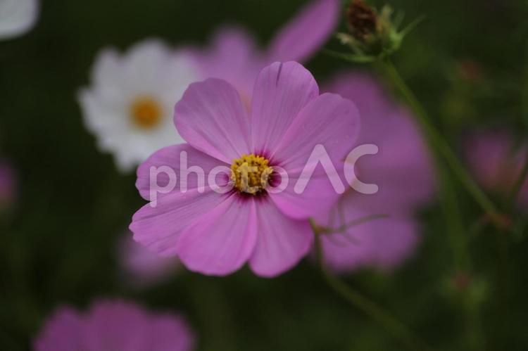 そっと咲く、秋の声 コスモス,秋桜,自然の美しさの写真素材