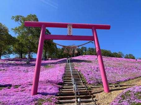 Pink Torii Gate, JPG Pink Torii Gate, JPG