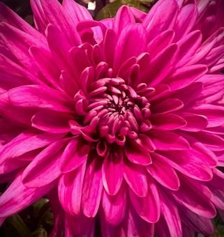 ピンクのマム ピンクのマム マム,キク,花の写真素材