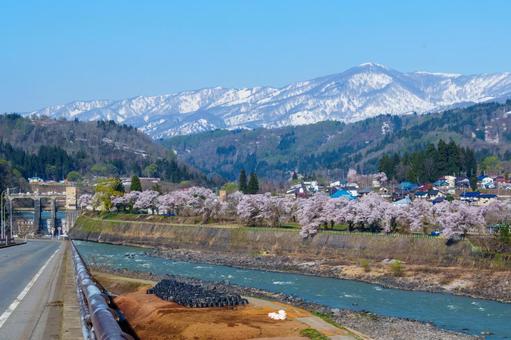 250426西大滝ダムの桜 250426西大滝ダムの桜の写真