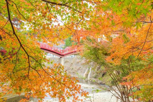 紅葉 紅葉の写真