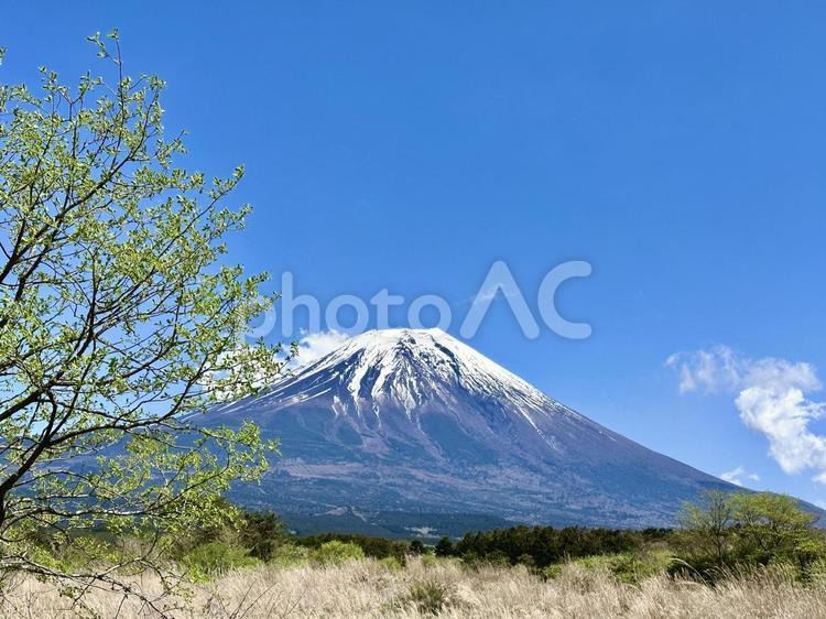 富士山と春景色 富士山,自然,風景の写真素材
