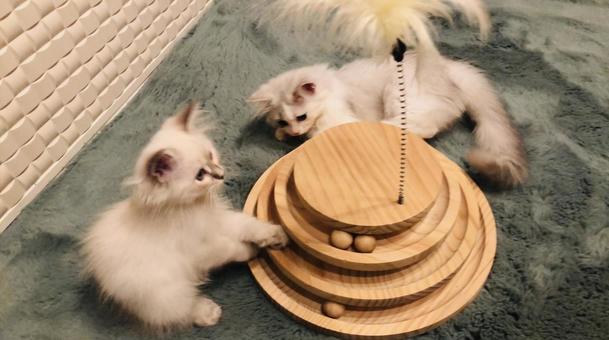 子猫 子猫の写真